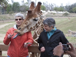 321-0129 Safari Park - Giraffe